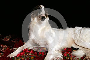 Russian borzoi