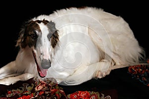 Russian borzoi