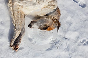 Russian borzoi dog lying in the snow. Head of dog close up