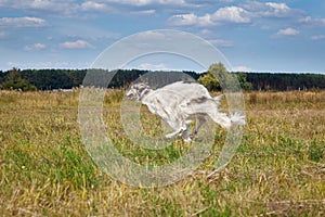 Russian borzoi dog running in the field