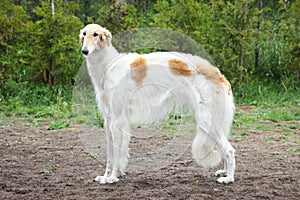 Russian borzoi dog standing