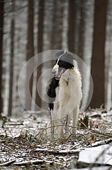 Russian borzoi dog on the winter forest.