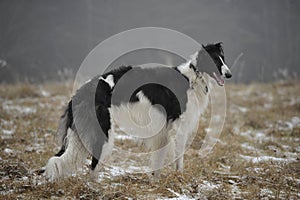 Russian borzoi dog on the winter meadow.