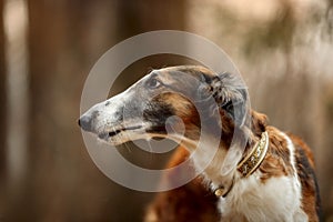 Russian borzoi dogs portrait in an autumn park