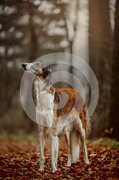 Russian borzoi dogs portrait in an autumn park