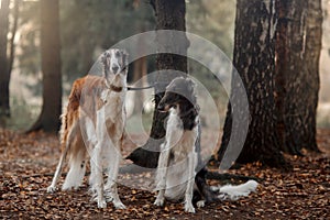 Russian borzoi dogs portrait in an autumn park