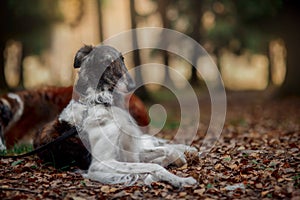 Russian borzoi dogs portrait in an autumn park