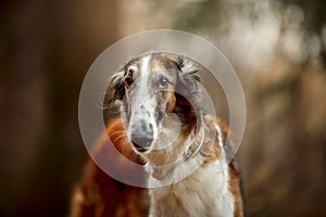 Russian borzoi dogs portrait in an autumn park photo