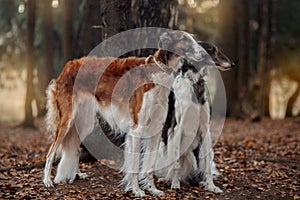 Russian borzoi dogs portrait in an autumn park photo