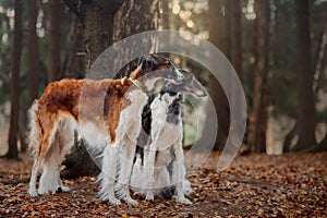 Russian borzoi dogs portrait in an autumn park photo