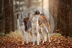 Russian borzoi dogs portrait in an autumn park photo