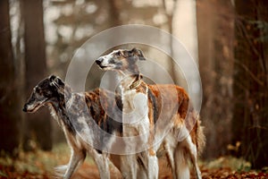 Russian borzoi dogs portrait in an autumn park photo