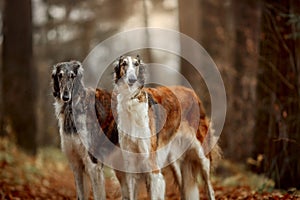 Russian borzoi dogs portrait in an autumn park photo