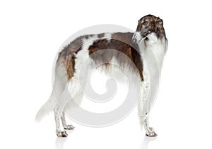 Russian borzoi, greyhound dog