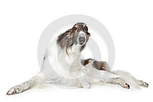 Russian borzoi, greyhound dog