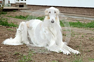 Russian borzoi, greyhound dog