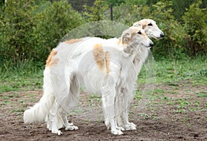 Russian borzoi hounds