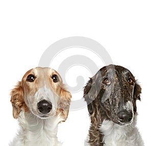 Russian Borzoi puppies (5 months)