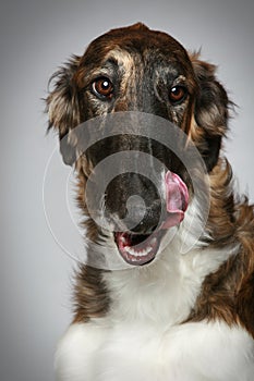 Russian Borzoi puppy (5 months) Close-up portrait