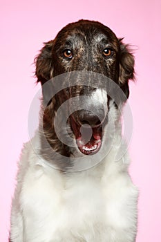 Russian Borzoi puppy portrait