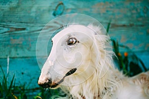 Russian Borzoi. Sighthound, Russkaya Psovaya