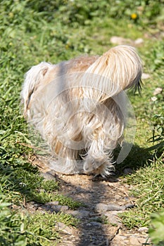 Russian breed Russian colored lapdog puppy in Greece