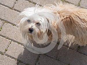 Russian breed Russian colored lapdog puppy in Greece