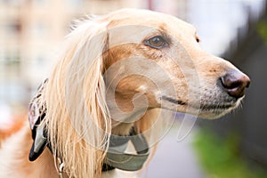 Russian canine Greyhound breed hunting a animals