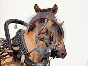 Russian carriage-and-three vyatka horse portrait