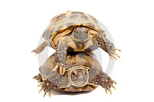 Russian or Central Asian tortoise on white