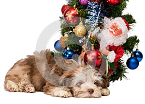 Russian colored lapdog