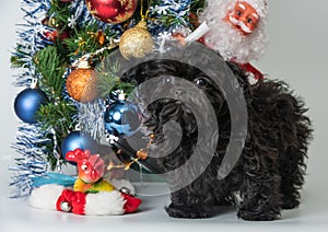 Russian colored lapdog