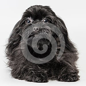 Russian colored lapdog in the studio