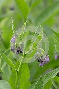 Russian comfrey, Symphytum x uplandicum in bloom