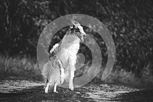 Russian Dog, Borzoi Dog Playfully Jumping On Walk. Fast Russian Hunting Sighthound. Russkaya Psovaya Borzaya Dog Outdoor