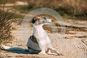 Russian Dog, Borzoi Resting On Footpath In Rays Of Setting Sun. Russian Hunting Sighthound In Summer Sunset Sunrise