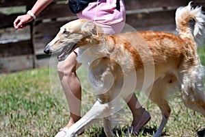 Russian dog greyhound - breed of hunting dogs