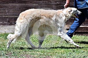 Russian dog greyhound - breed of hunting dogs