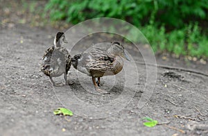 Russian duck ducklings