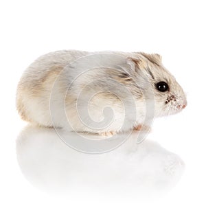 Russian Dwarf Hamster