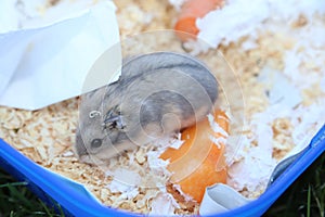 Russian Dwarf Hamster with wood-chips