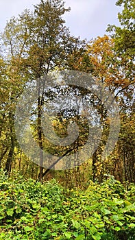 Russian forest in early autumn