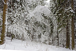 Russian forest in the frosty January day after the strongest snow blizzard