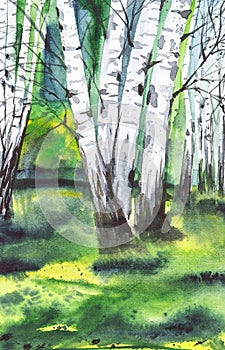 Russian forest landscape with beautiful birches in a clearing. Watercolor illustration