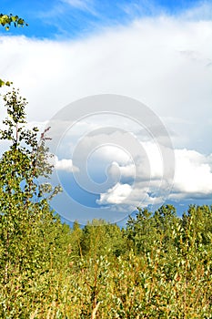 Russian forest in summer