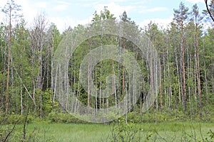 In the Russian forest