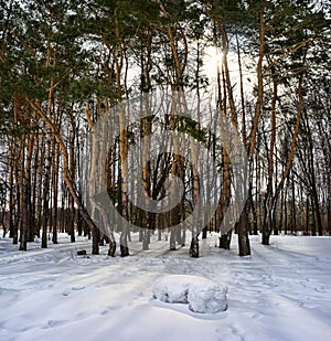Russian forest. Winter.