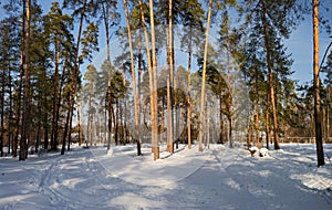 Russian forest. Winter.