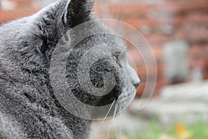 Russian grey cat is looking at something