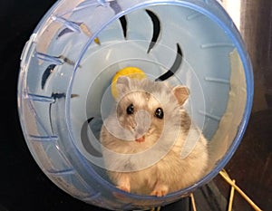 Russian Hamster on his wheel